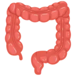 colon (1) (1)